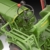 Revell Modellbau Fendt F20 Dieselroß Traktor Click System - 4