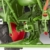 Revell Modellbau Fendt F20 Dieselroß Traktor Click System - 7